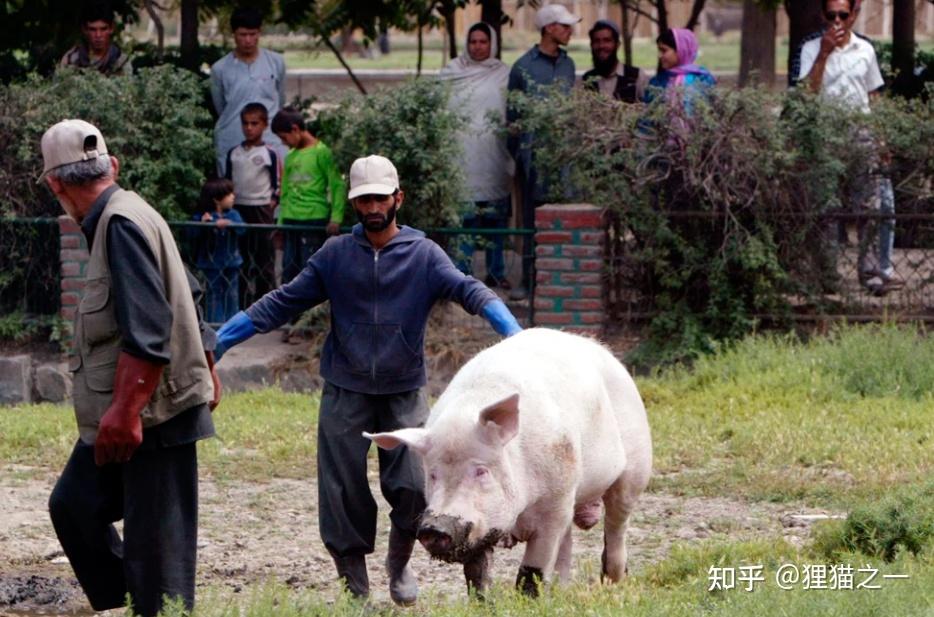 阿富汗全境只有一头猪，名字就叫“猪”，是2002年中国送的- 知乎