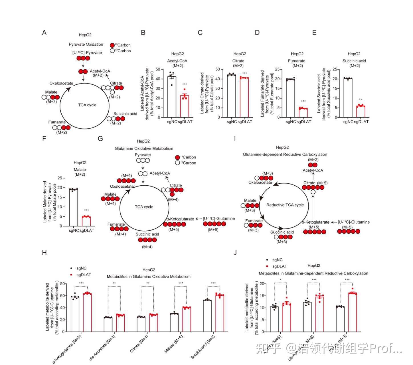 Cell Metabolism: 代谢流技术发现丙酮酸代谢酶DLAT的双重促癌机制! - 知乎