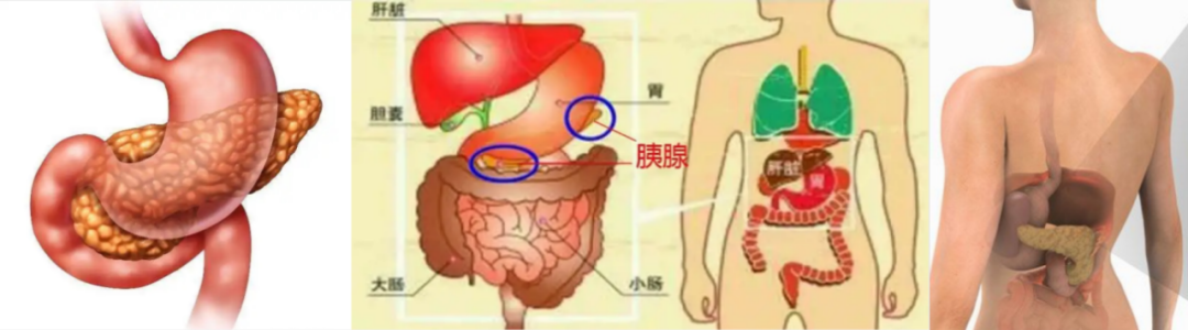 胰岛是我们人体胰腺的内分泌部分,它主要通过分泌胰岛素(β细胞),胰高