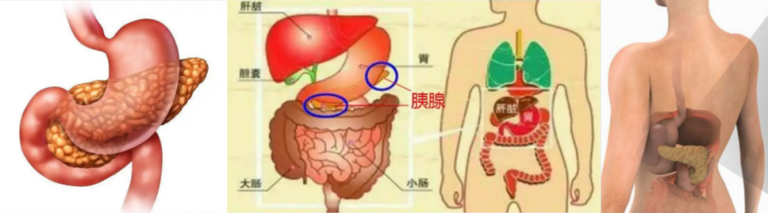 注 胰腺是人体重要消化器官