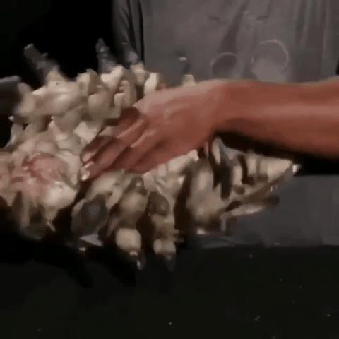 动图封面