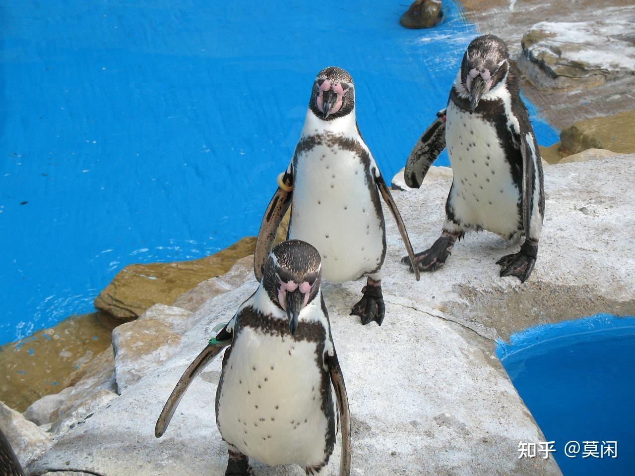 12只巴布亚企鹅“常驻” 全国首家企鹅餐厅来杭州中大银泰了 _新闻中心_赢商网
