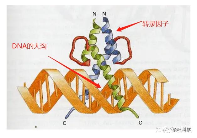 1. myb转录因子的结构