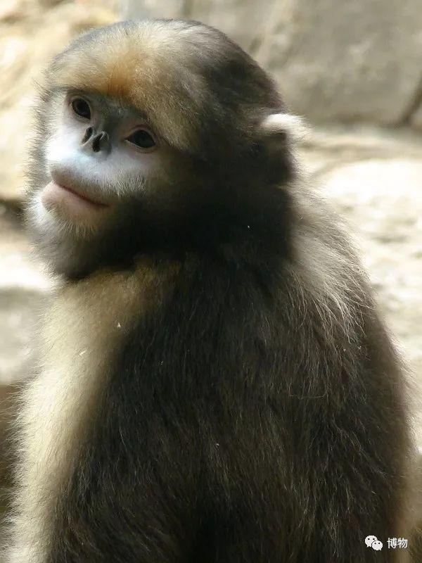 金丝猴在灵长类动物中种类不算多,只有五种,分别是川金丝猴,黔金丝猴