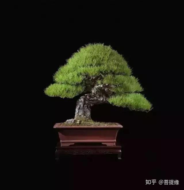 天价!天价!名贵植物排行,令人大开眼界-名贵植物图片