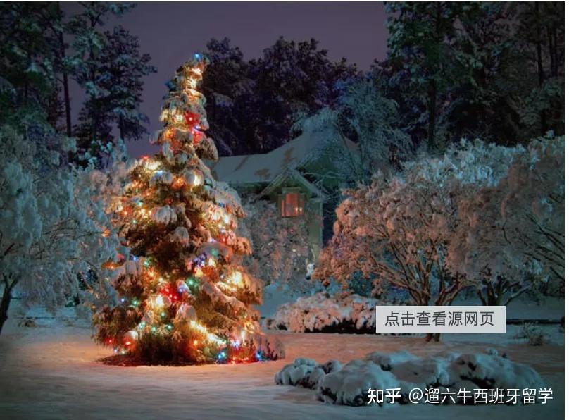 圣诞小知识 —— 圣诞树篇 - 知乎