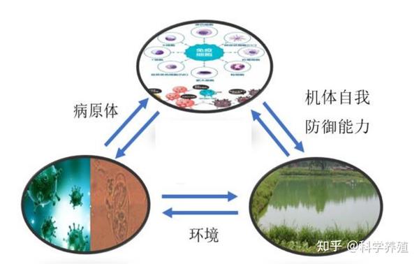 6.6猎弧家族强悍来袭！专治水产养殖疑难杂症，黄弧菌、绿弧菌、高致病弧菌... - 知乎