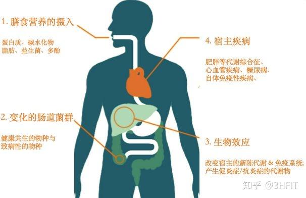 肠道菌群与肥胖的相互影响