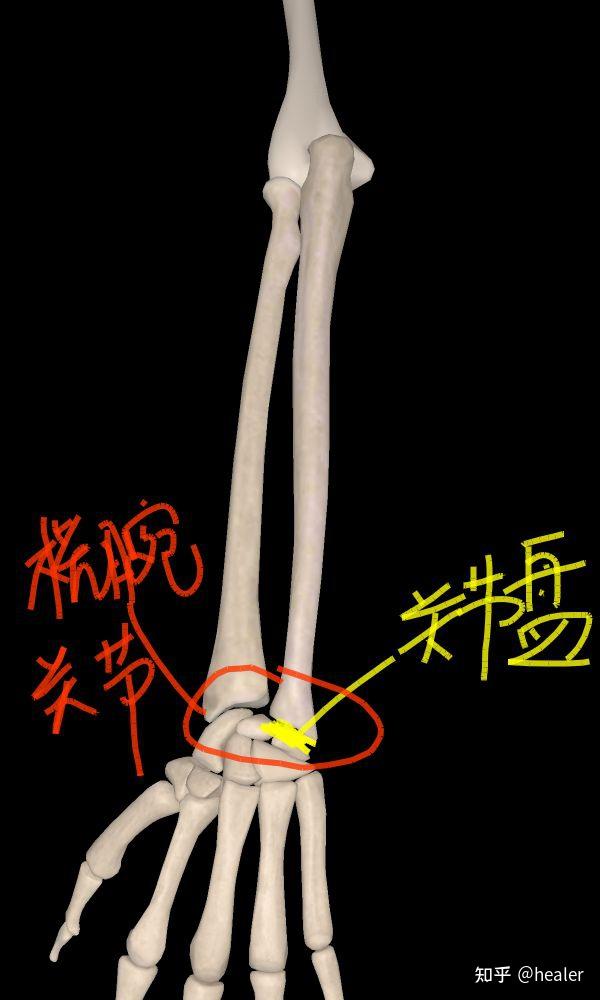 上肢骨连接