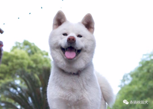 日系秋田犬只有三种毛色 No 赤骑秋田犬舍来为你揭晓一种隐藏色系 知乎