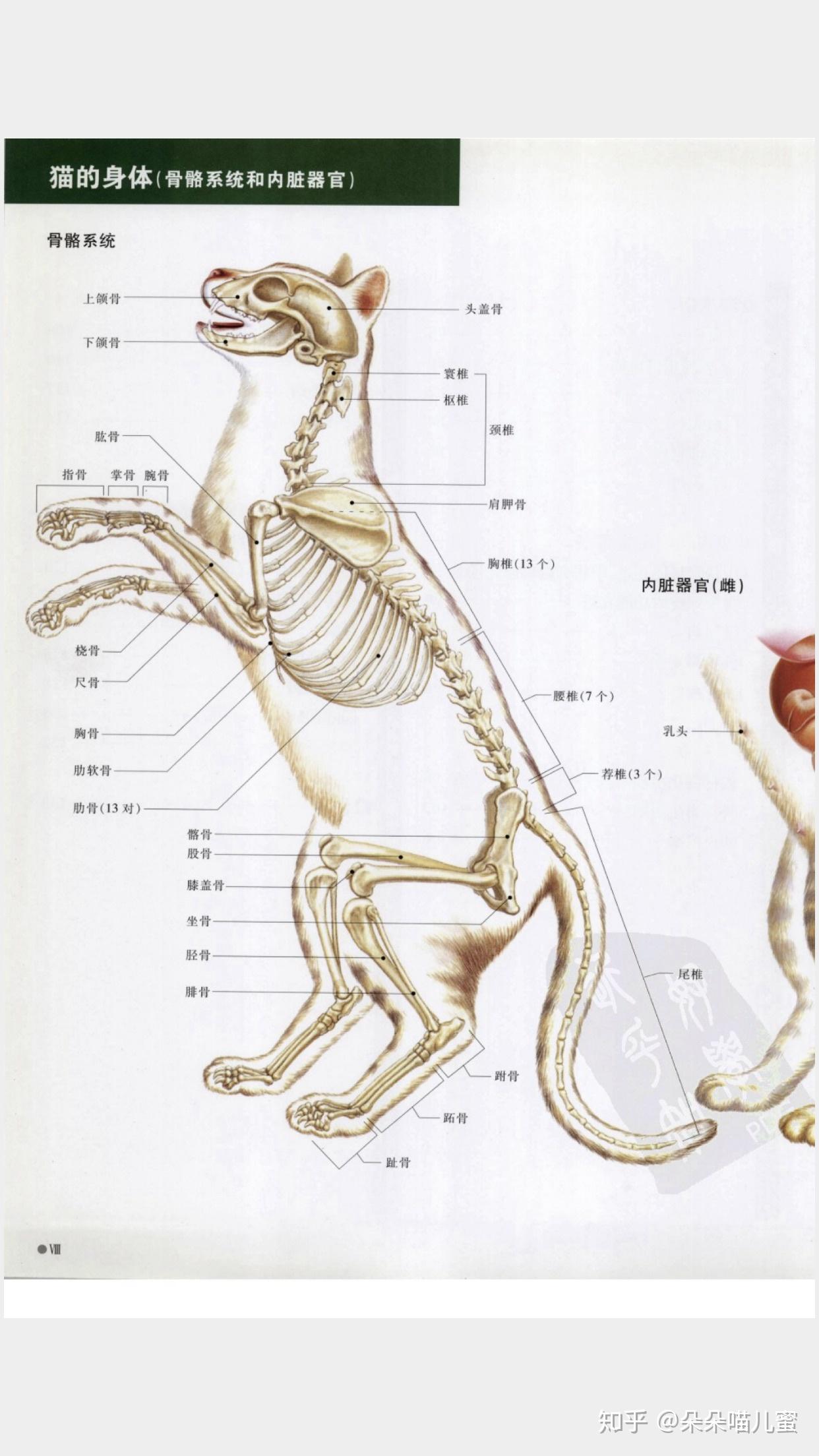 免费分享猫疾病知识