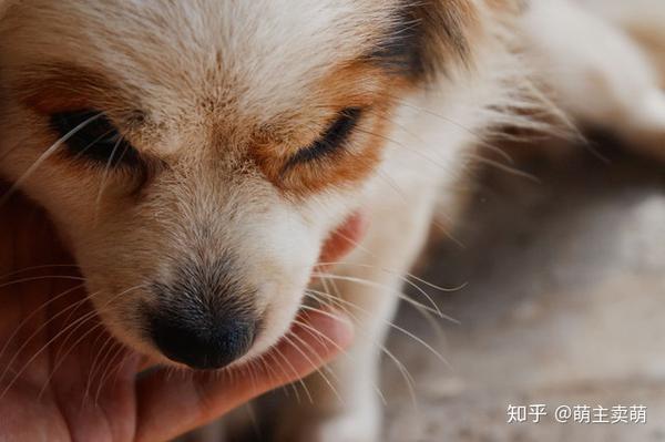 狗狗吃東西喉嚨被卡住怎麼辦狗卡住喉嚨窒息急救方式措施