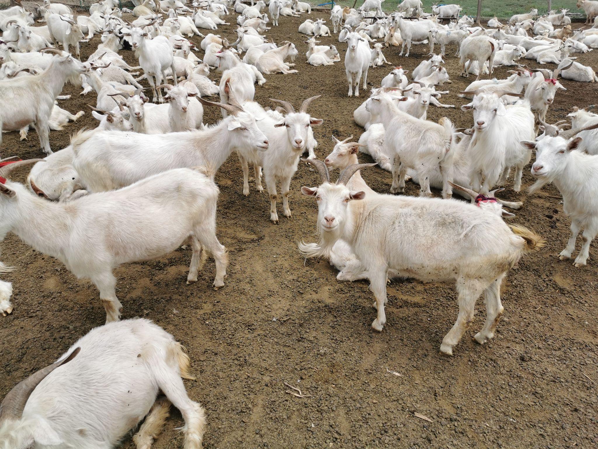 一群小羊羔自生下来就单独牧养,也会自然产生头羊嘛?