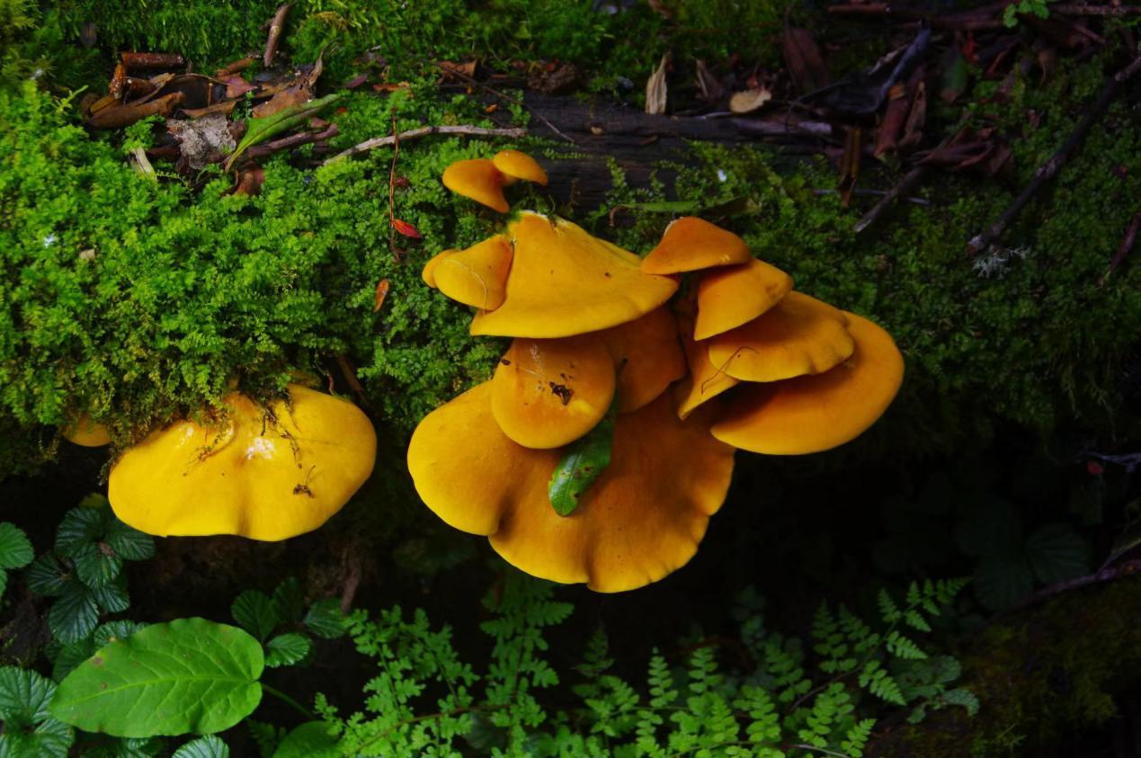 山野藏珍馐:美味扇菇 - 知乎