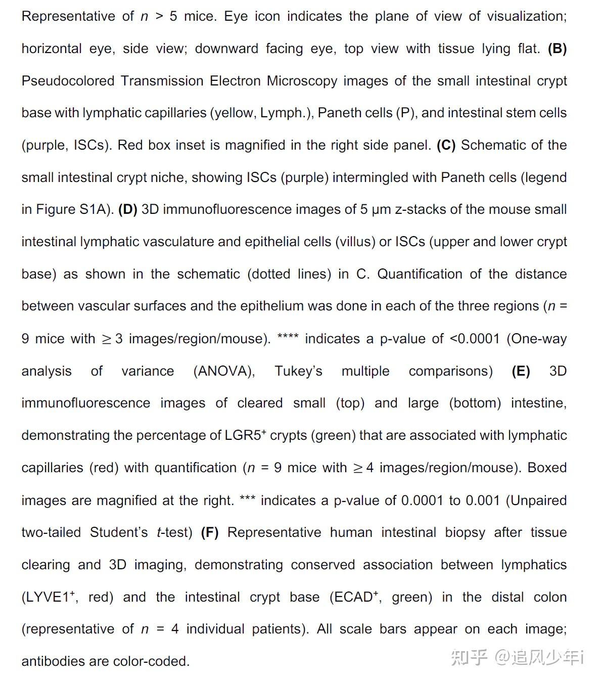 10x单细胞空间解析淋巴干细胞相互作用调节肠道干细胞活性