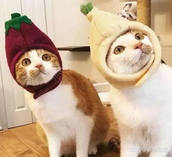 兽医:猫咪这些“性”知识,你要知道 - 知乎