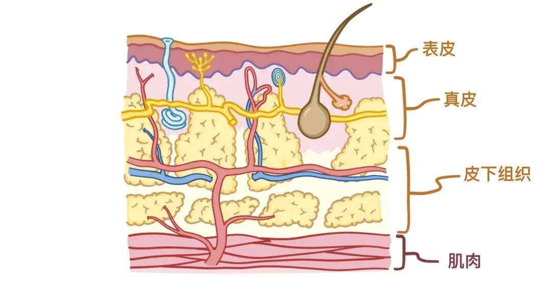 人体解剖学基础：皮肤 - 知乎