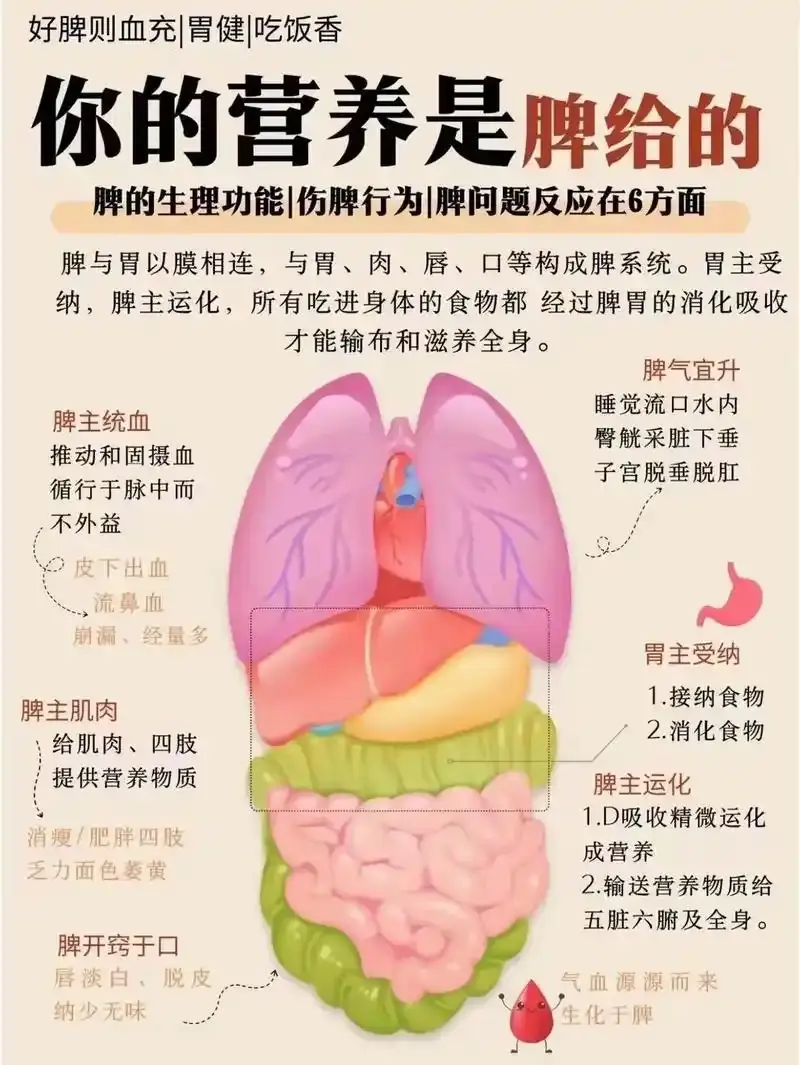 脾虚怎么办?看这篇就够啦! - 知乎