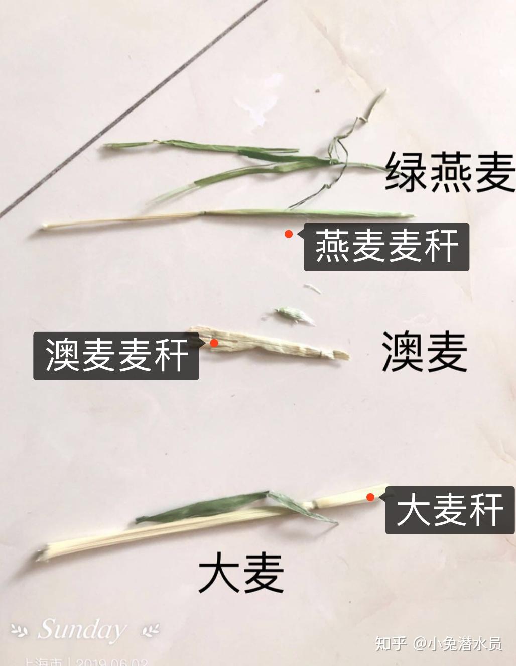 兔兔的牧草知识系列三提摩西草与各类牧草