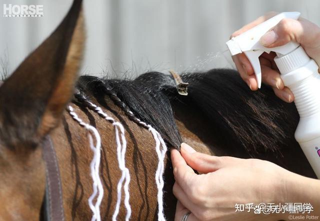 无疆牧场:马术比赛前,要先给马“编辫子”? - 知乎
