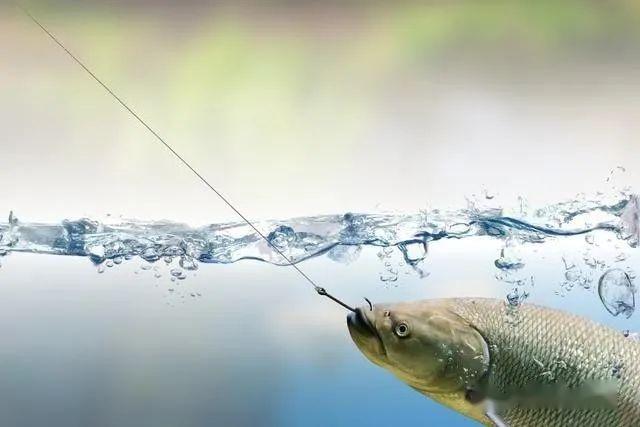 早釣魚晚釣蝦中午釣個空為什麼釣魚要早原因在這