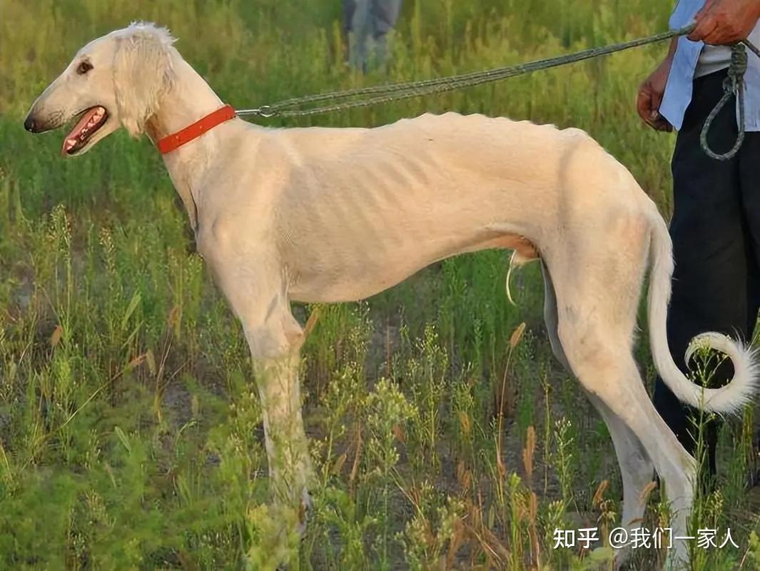细犬越来越少人养?因为太可怕了,没人敢养了 - 知乎