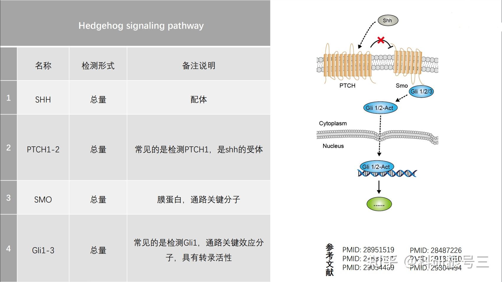 如何学习和记忆细胞信号通路？