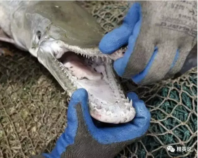 当亚洲鲤鱼入侵美国美国人民疯掉了