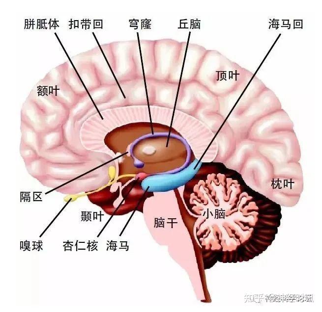 扣带回位于大脑纵裂深处,其上界是扣带沟,下界是胼胝体