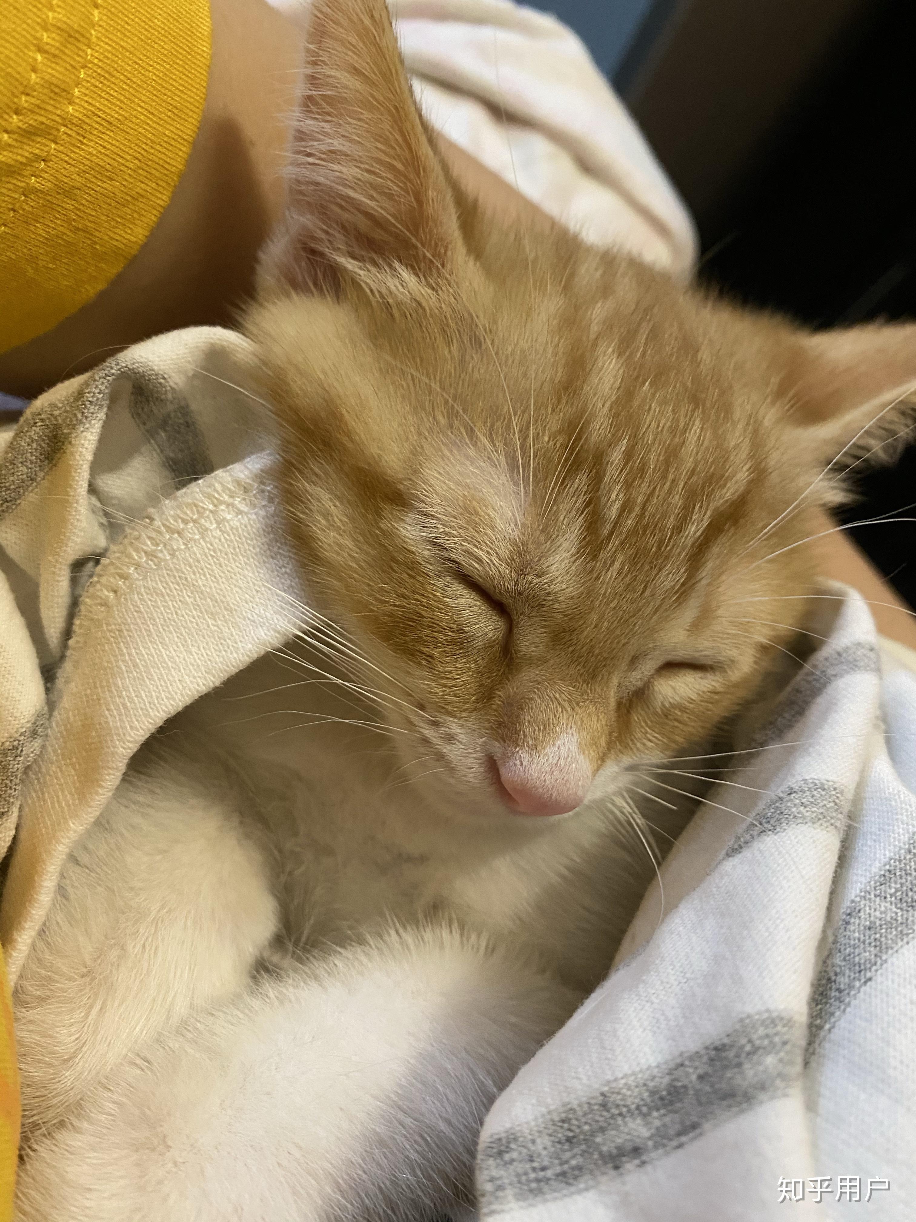 猫可以萌到什么程度?