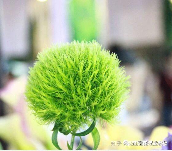 常见鲜切花:绿石竹 and 紫锥花