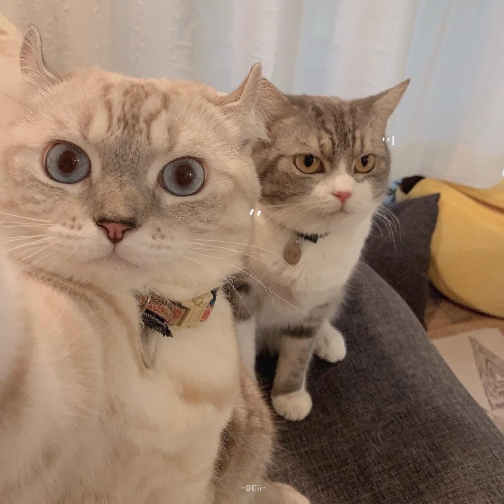 那些可爱的喵喵喵猫猫头像 - 知乎