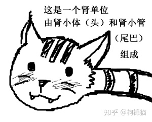 为什么很多猫咪会死于尿毒症？ - 知乎