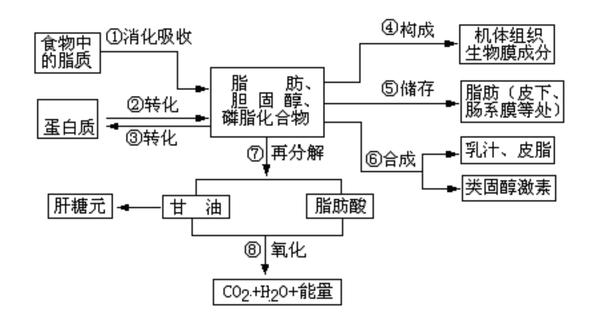 脂质代谢流程图图片