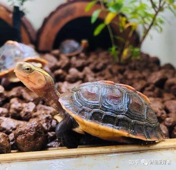如果黄缘龟的段位下降到如今的南石你还会爱它吗