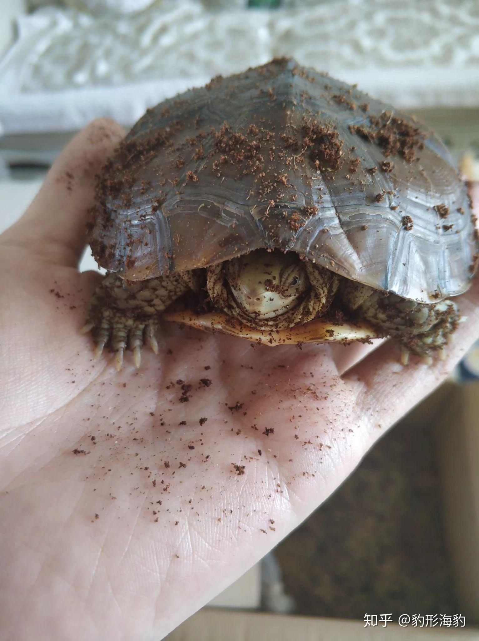 乌龟怎么过冬 v2-444386b387d2d7ab0c29b42d8f04e7d9_r.jpg