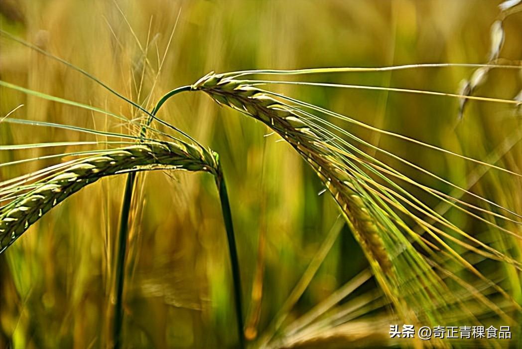青稞：养生界的新宠儿 - 知乎