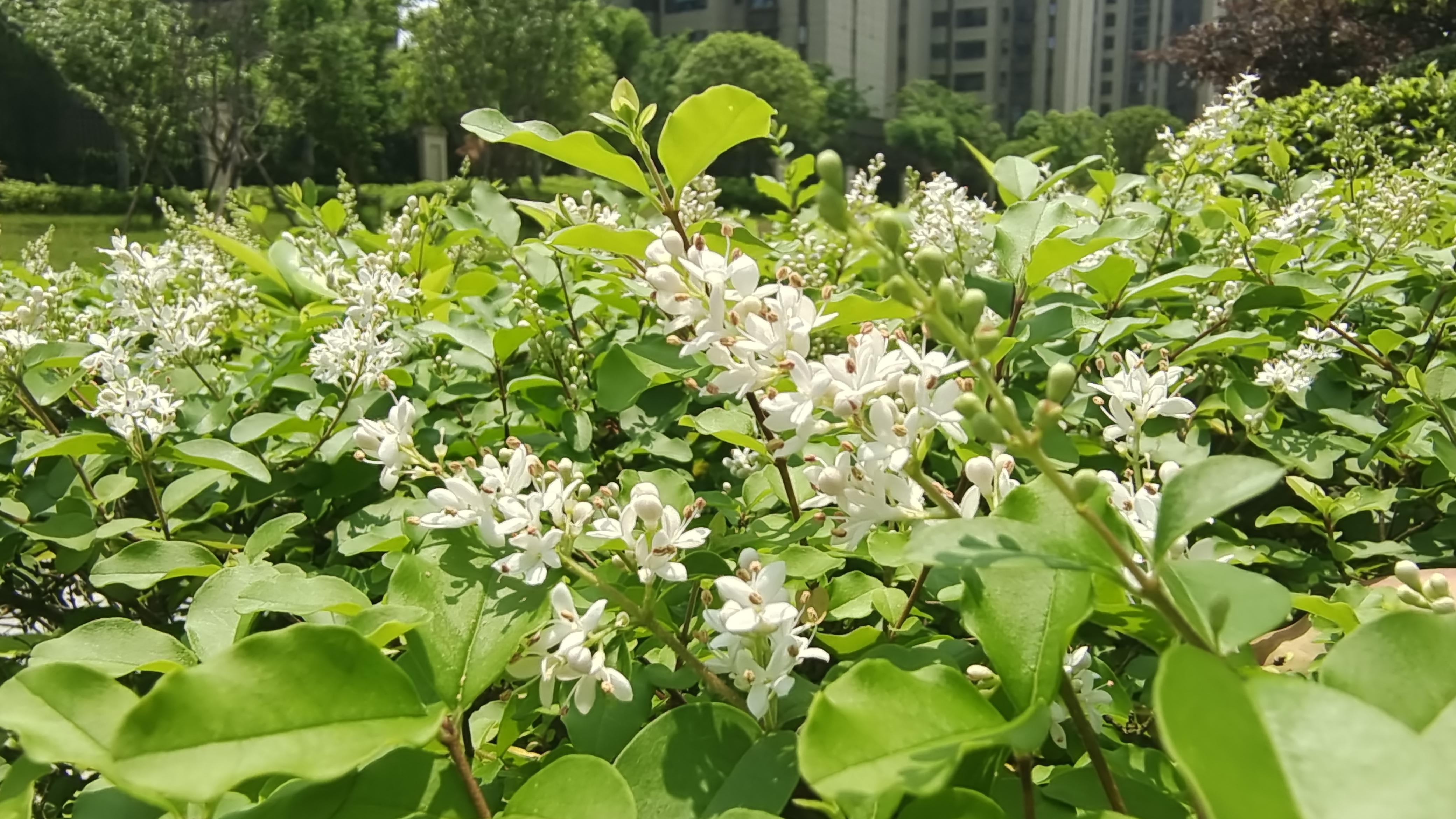美丽吉安之赏花系列女贞花开香满城