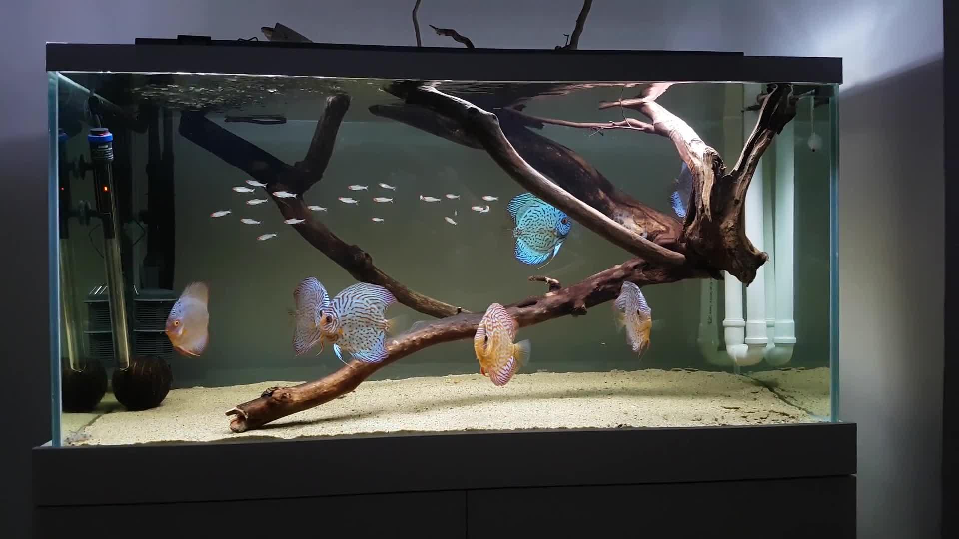 美如画的埃及神仙鱼缸,定了水的埃及神仙真的好难养死