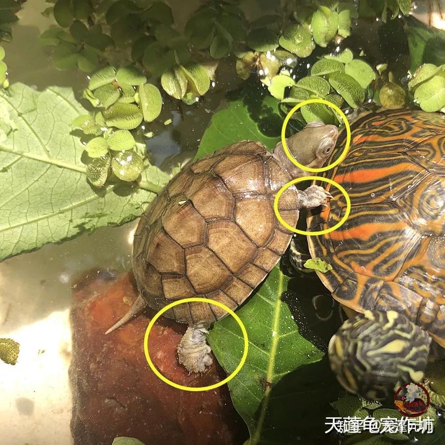 我是养龟人| 茶水疗法--原生态有效腐皮治疗方案 - 知乎