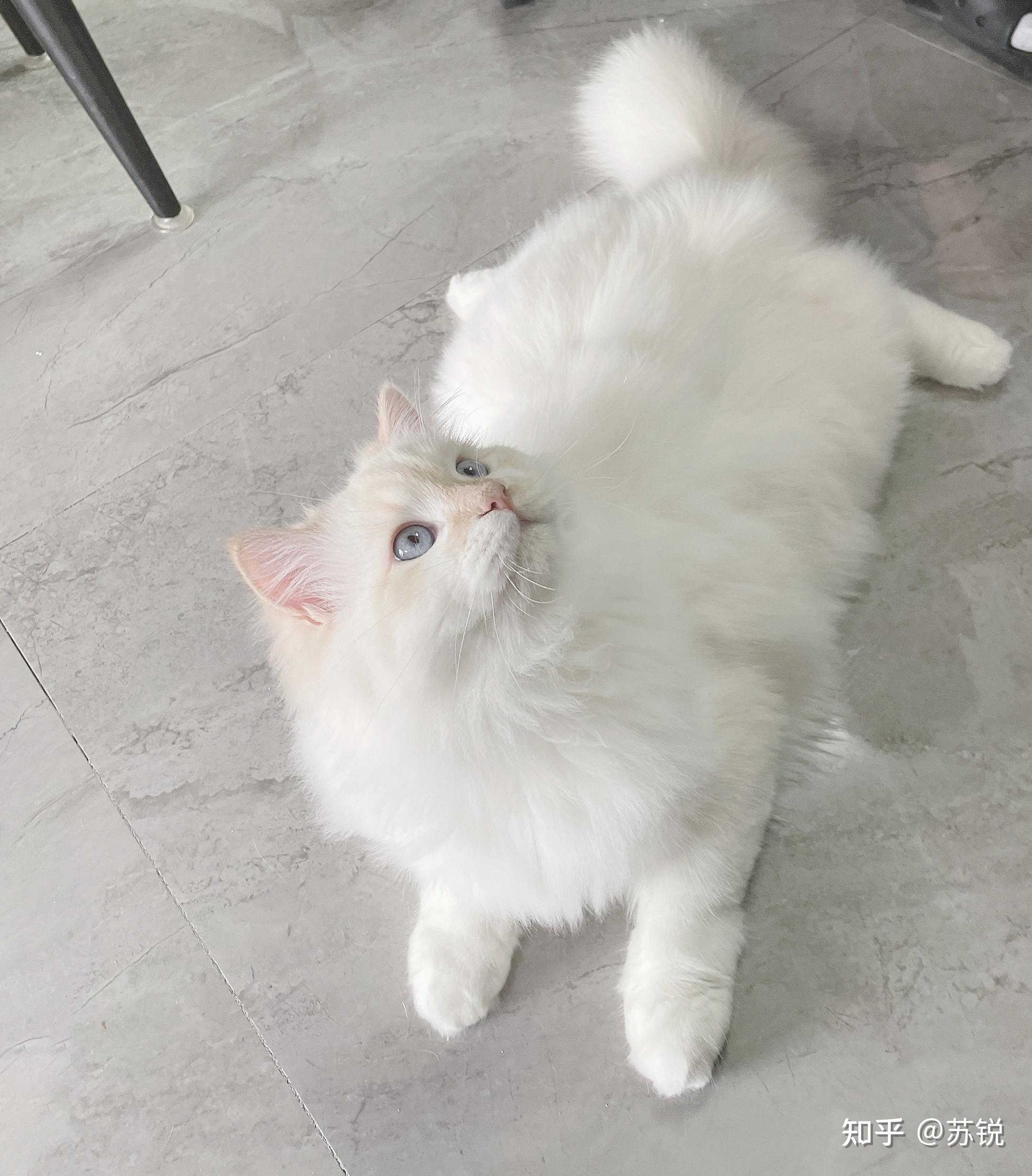 可以让我看看你们的火焰色布偶吗