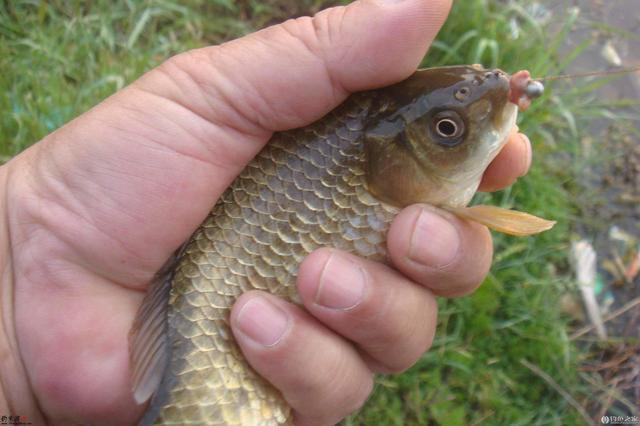 0號的釣線(傳統釣),大部分的菱角塘魚都不是很大(野釣嘛,不可能都是斤