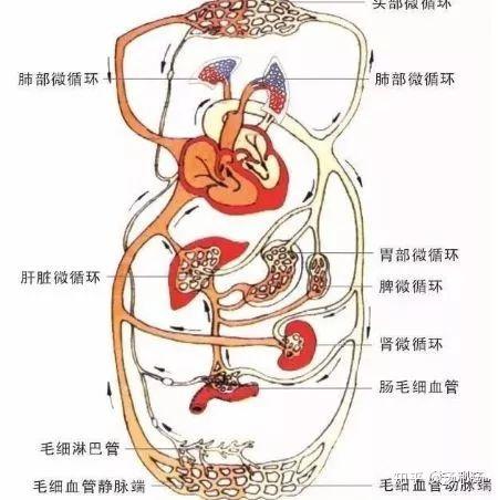 五分钟带你了解人体的微循环 