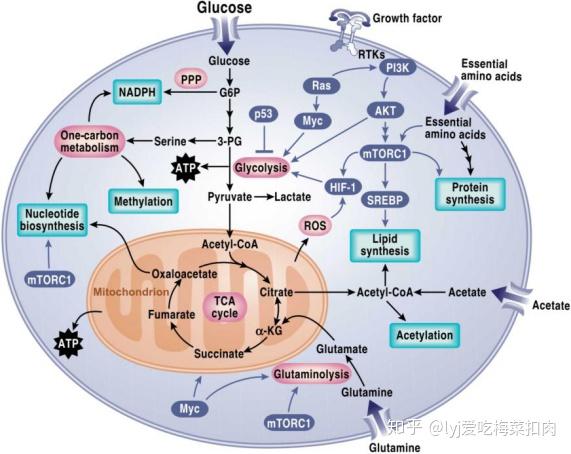 normal cell metabolism including glycolysis, the krebs cycle