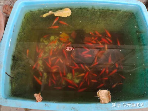 养鱼 困水_短鲷困水_泽水困感情有好结果吗