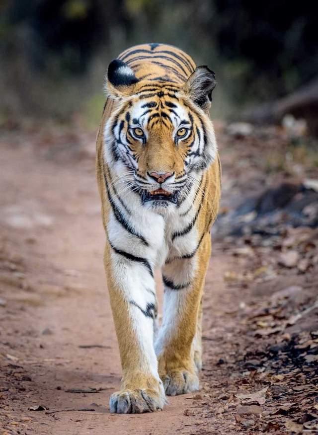 "猫科战力天花板"——kzt085真的双杀了犀牛与雄虎吗? - 知乎