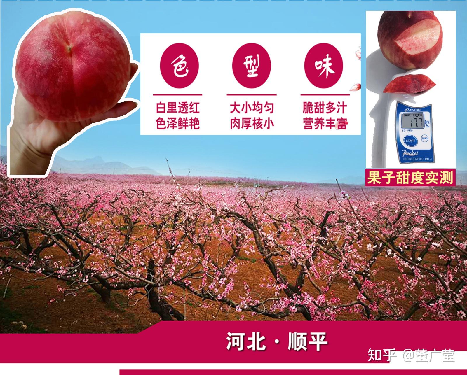 中国桃子大全，盘点24个省121种桃子，还有一种叫“桃”不是桃，哪几个省份没有桃？哪些地方的桃子好吃？ - 知乎