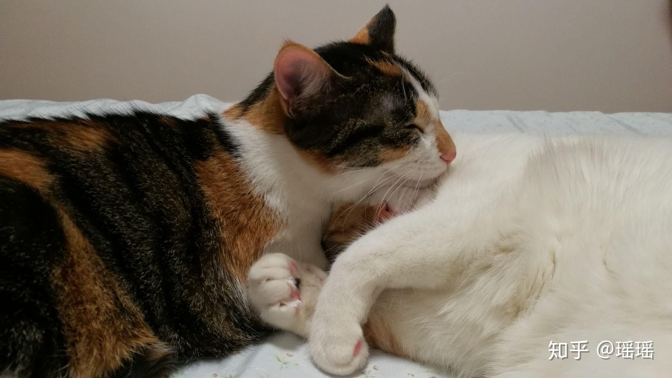 大家有可爱的猫猫抱在一起睡觉的视频或图片嘛