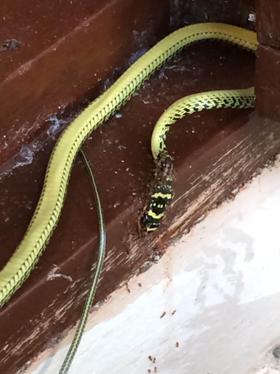 蛇是怎么钻到墙里的 v2-448e771bc575d1b02881430fd01bf7c5_r.jpg