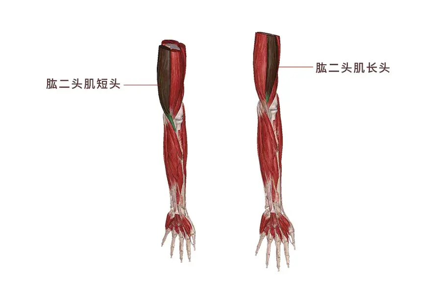 肌肉科普探讨身体肌肉肱二头肌